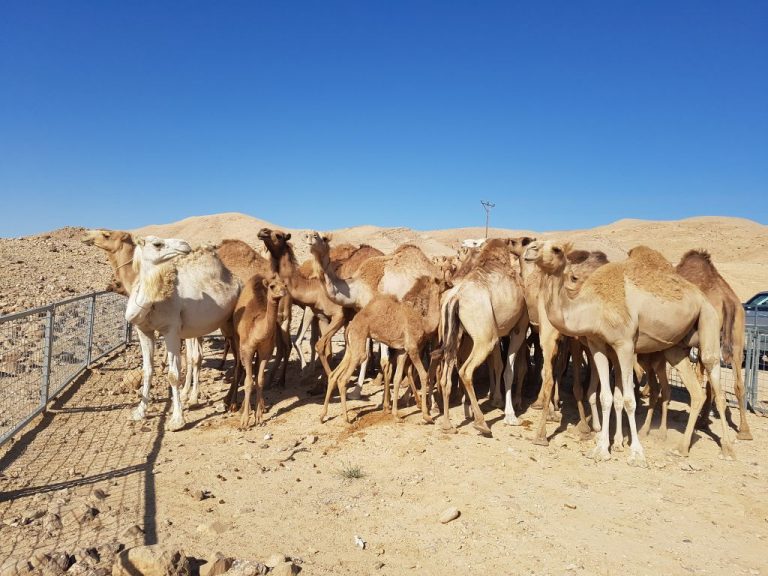 Lutter contre le terrorisme: l’Union européenne offre des chameaux à la Mauritanie