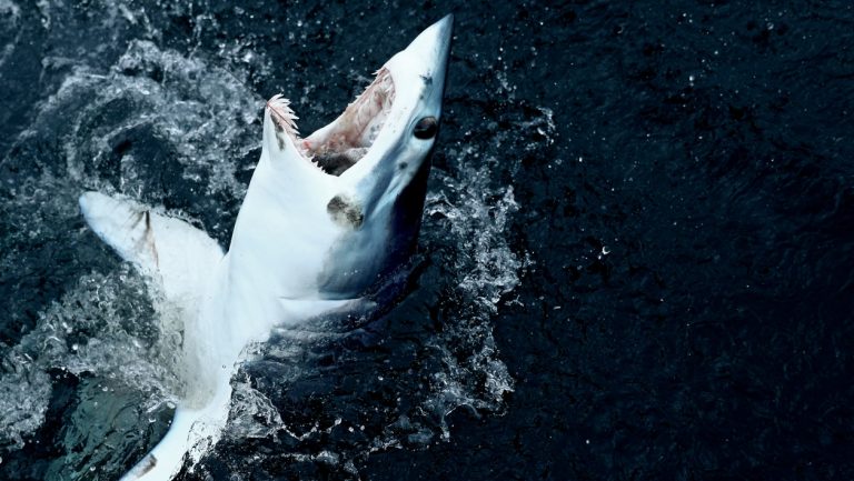 Plusieurs requins sans têtes retrouvés sur une plage en Afrique du sud