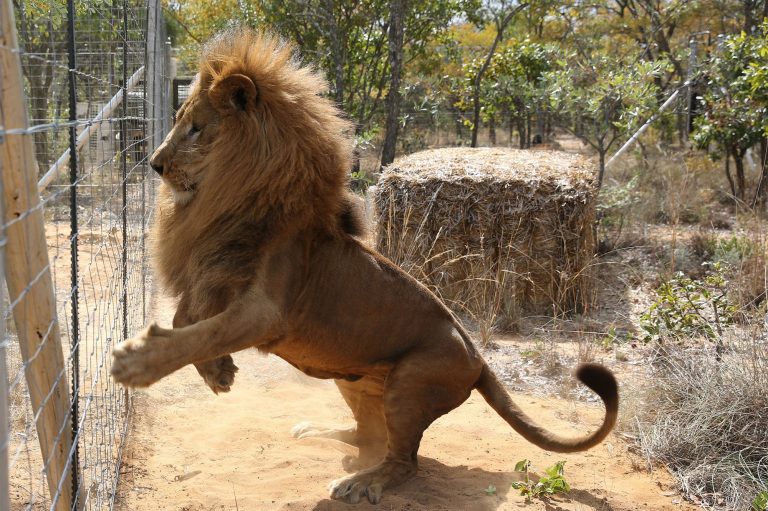 Kenya : un lion meurtrier s&rsquo;échappe d&rsquo;un parc et activement recherché