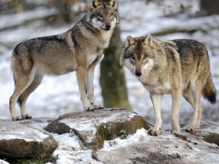 Un chien se lance dans une bataille mortelle contre des loups pour sauver son ami (Vidéo)