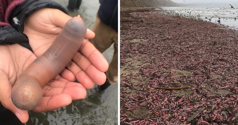 États-Unis: des milliers de «poissons p*nis» s&rsquo;échouent sur une plage en Californie (Photos)