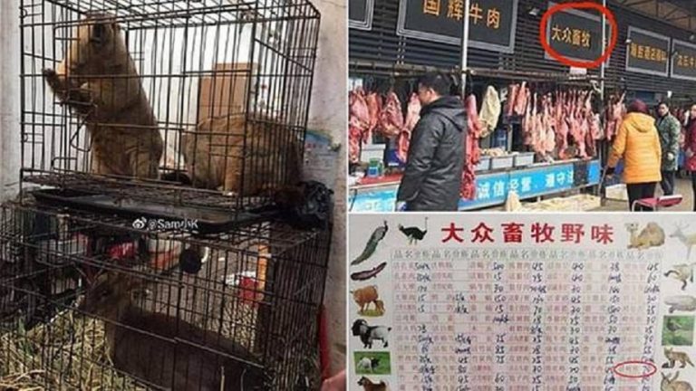 Mystérieux virus chinois : les enquêtes ont révélé une horreur dans le marché de Wuhan
