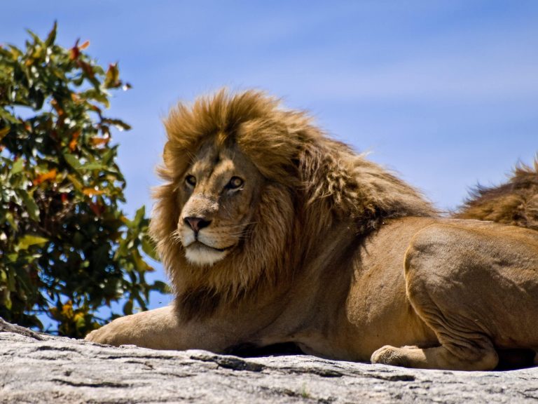 Cameroun: mort de la lionne de Paul Biya au Jardin Zoo- botanique de Mvog Betsi