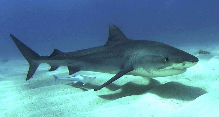 France – Confinement: une étudiante filme un requin depuis sa terrasse (Vidéo)