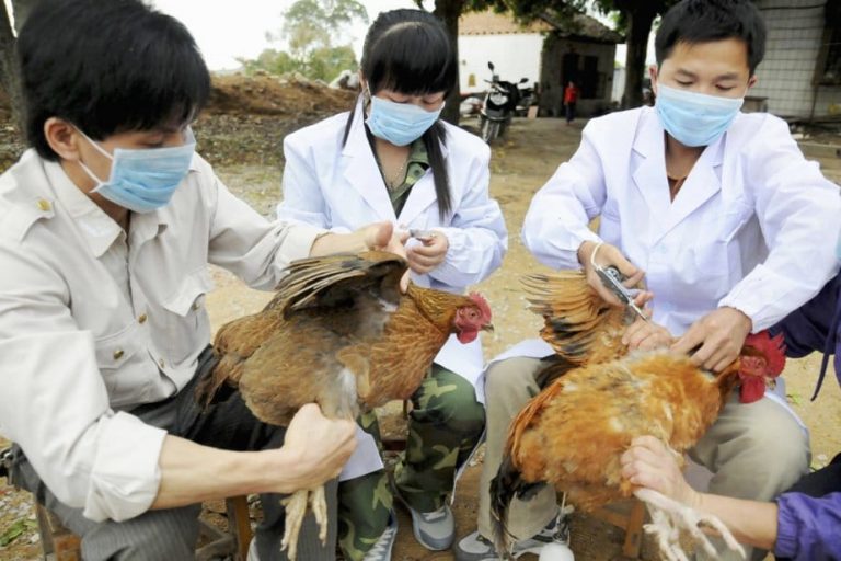 Après le Coronavirus en Chine, la Grippe aviaire réapparaît au Vietnam