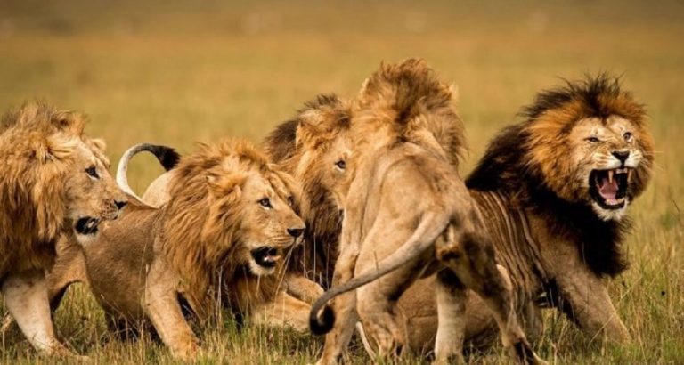 Espagne: quatre lions du zoo de Barcelone testés positifs au Covid-19