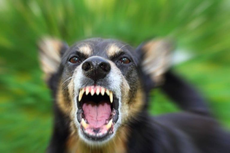 Acqueville: chuté d’une échelle, un homme meurt, dévoré par ses 5 chiens