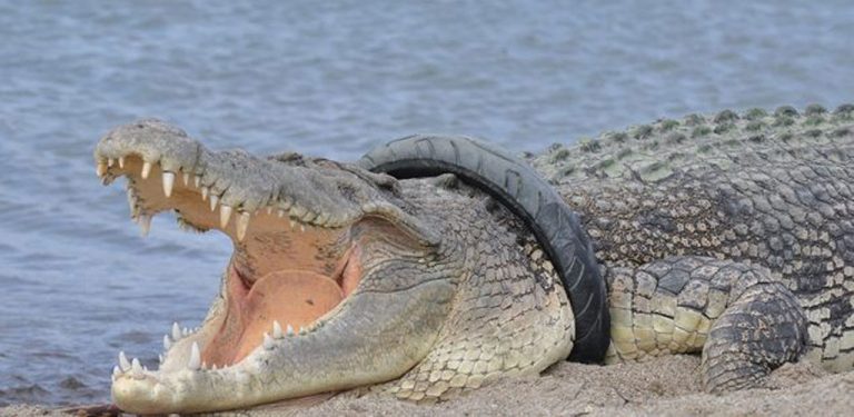 Indonésie: un Australien rejoint la course pour retirer un pneu du cou d'un crocodile