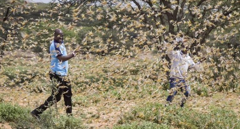 Après le Kénya, l'Ethiopie et la Somalie, les criquets pèlerins envahissent l'Ouganda