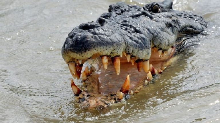COVID-19 : un rwandais tué par un crocodile après avoir bravé les mesures de confinement