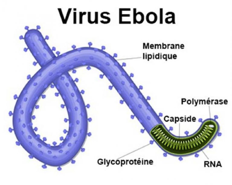 Ebola vaincu en RDC alors que le Coronavirus bat son plein dans le monde