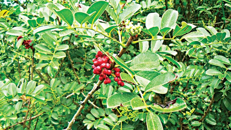 Bénin: enfin un remède à base de plantes contre le Coronavirus?