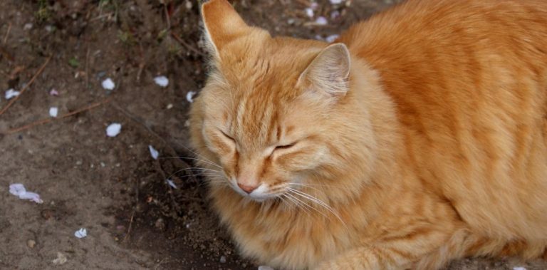 Coronavirus : un chat testé positif en Belgique