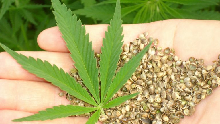 Le Ghana légalise l’usage du cannabis à des fins thérapeutiques