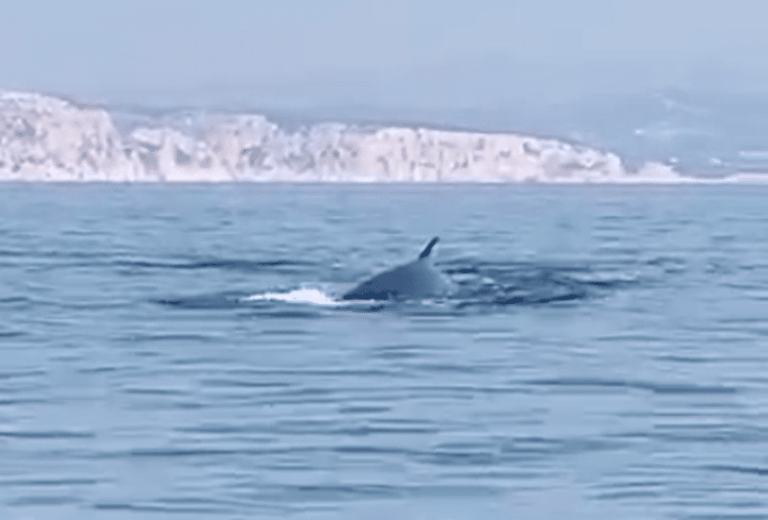 Vidéo : deux majestueuses baleines aperçues en face des calanques à Marseille, un effet du confinement?