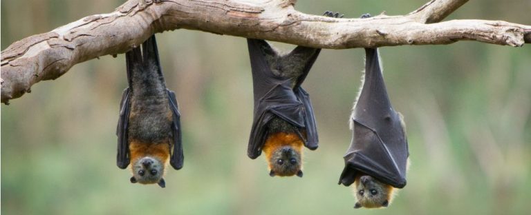 Burkina Faso: interdiction de consommer des chauve-souris mortes à Pama