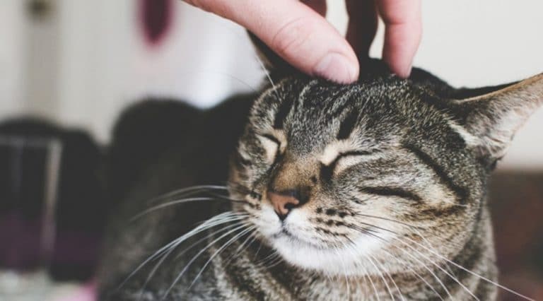 France : un chat testé positif au coronavirus