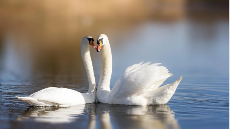 Royaume-Uni: le recensement des cygnes royaux annulé pour la seconde fois en 900 ans