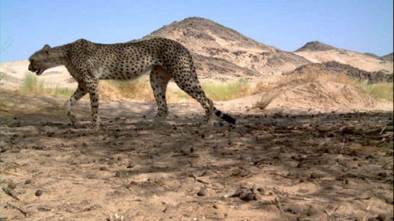 L’un des carnivores les plus rares de la planète aperçu en Algérie pour la 1ère fois en 10 ans