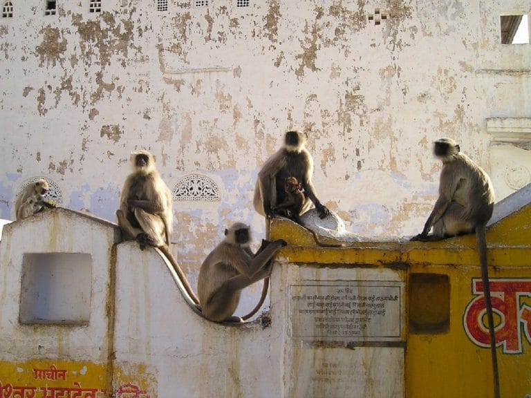 Des singes volent des échantillons de sang COVID-19 en Inde