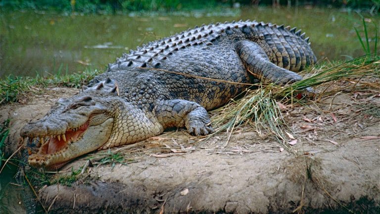 Il sauve son ami des mâchoires d&rsquo;un crocodile (Vidéo)