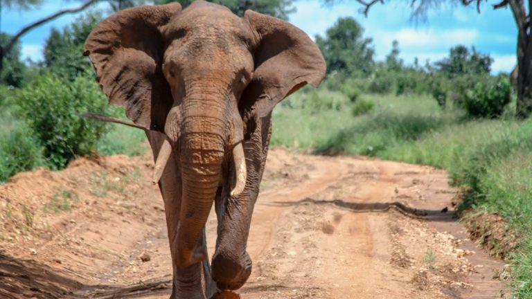 Côte d’Ivoire: un éléphant complètement ivre après avoir bu 200 litres de Koutoukou (Vidéo)