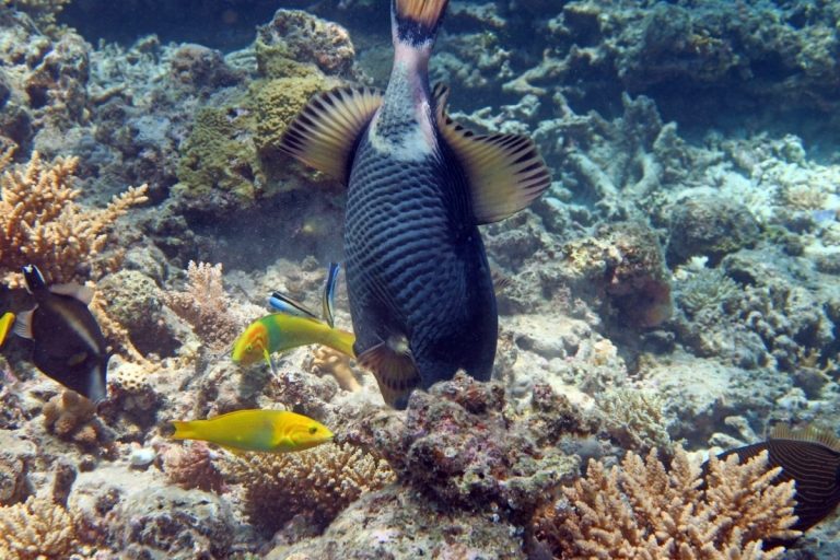 Un « poisson bizarre » avec des dents « humaines » retrouvé en Malaisie (photos)