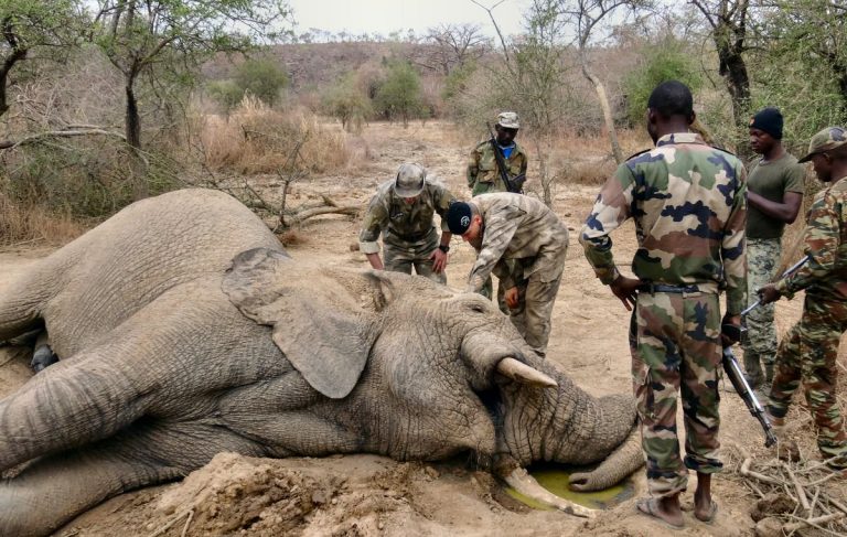 Les premiers résultats des tests sur la cause du décès de 281 éléphants au Botswana 