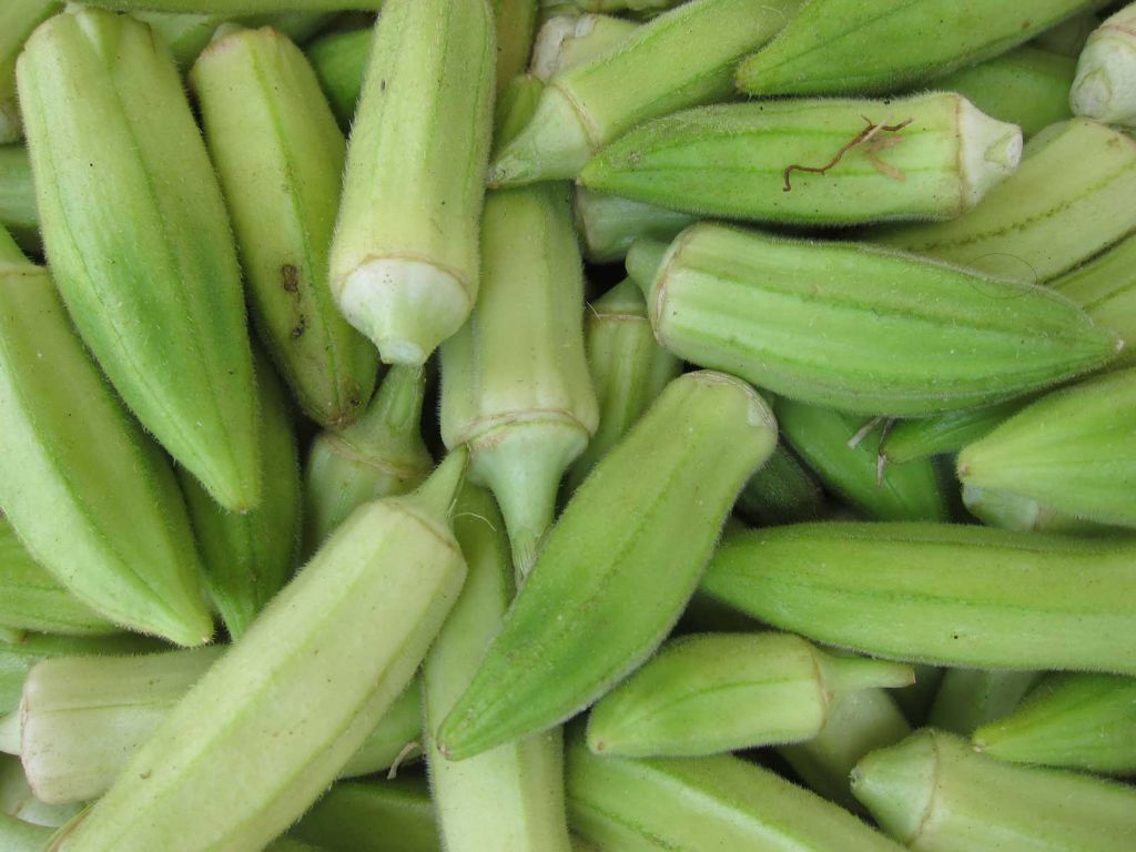 Bon à savoir : le gombo, plus qu’un légume, un vrai remède contre le diabète, l’asthme, …