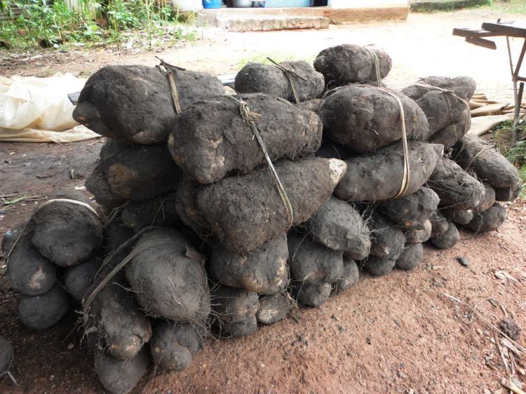 Bénin – Fête de l&rsquo;igname: la commune de Pobè sacrifie à la tradition!