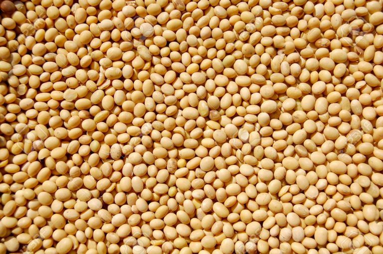 Coopération commerciale: le soja « made in Bénin » en exportation vers la Chine