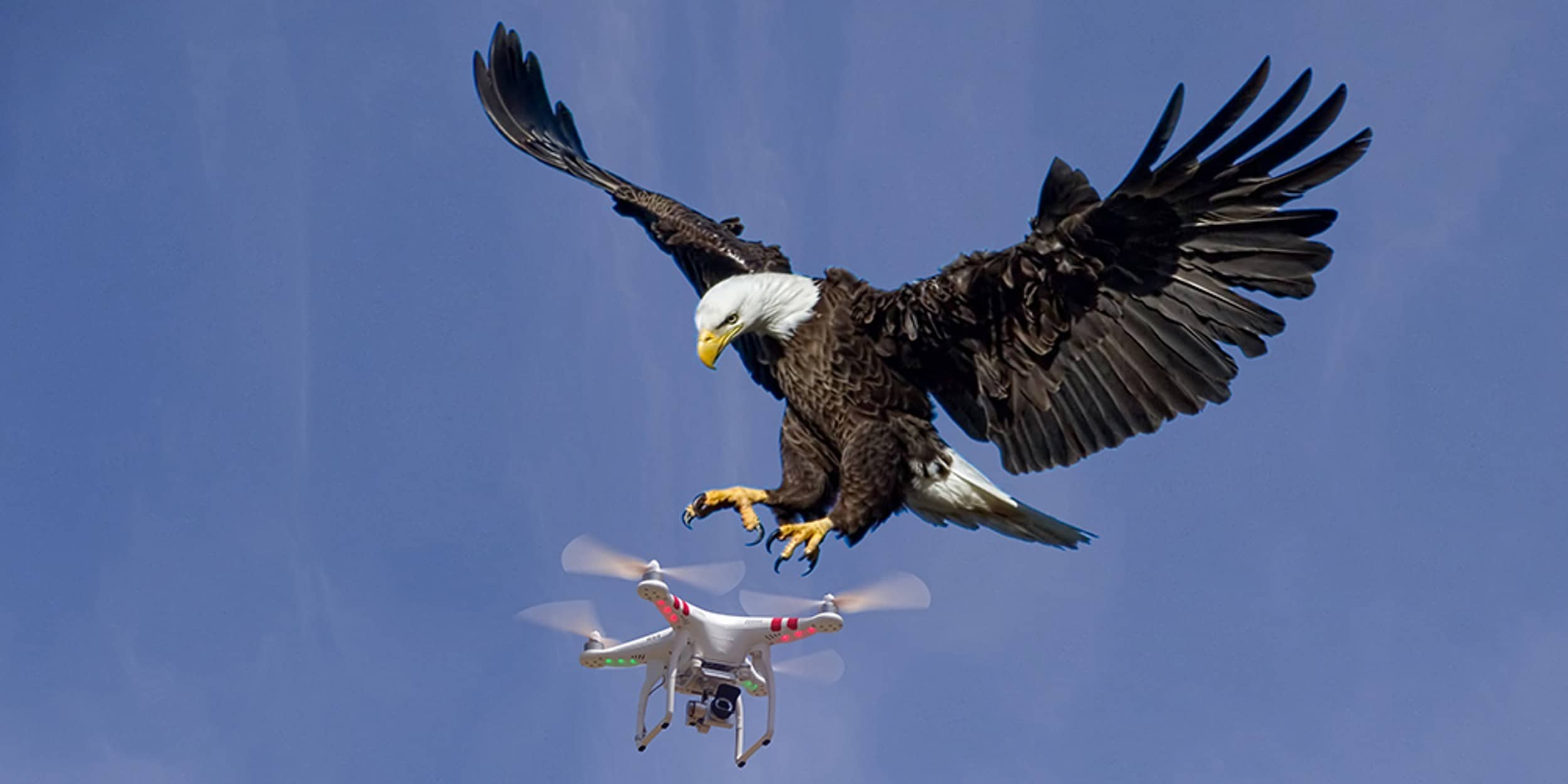 États-Unis: un pygargue a abattu un drone “quodcopter Phantom” du gouvernement de l’État du Michigan