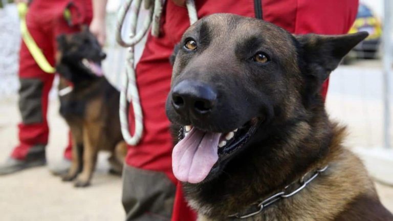 Aéroports de Dubaï: des chiens renifleurs pour tester les voyageurs à la Covid-19