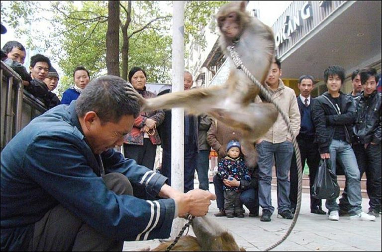 Inde : un singe pratique du Kung-fu sur un homme qui l’a insulté (Vidéo)