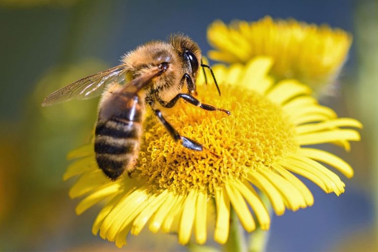 Cancer du sein: le venin d’abeille tue les cellules cancéreuses en quelques minutes (Etudes)