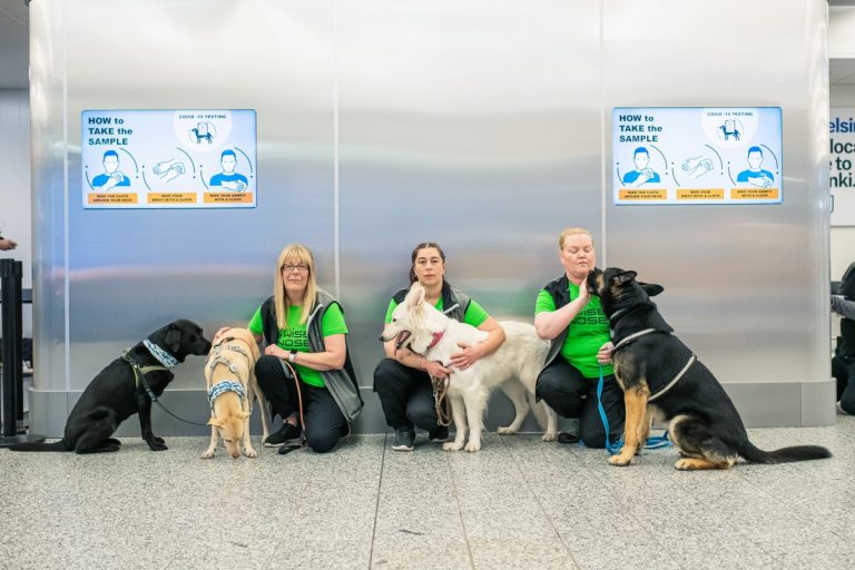 Finlande: des chiens pour détecter la covid-19 en 10 secondes