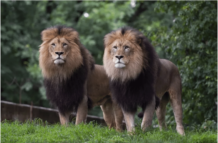 Insolite: deux lions adultes filmés en pleine balade à la plage (Vidéo)