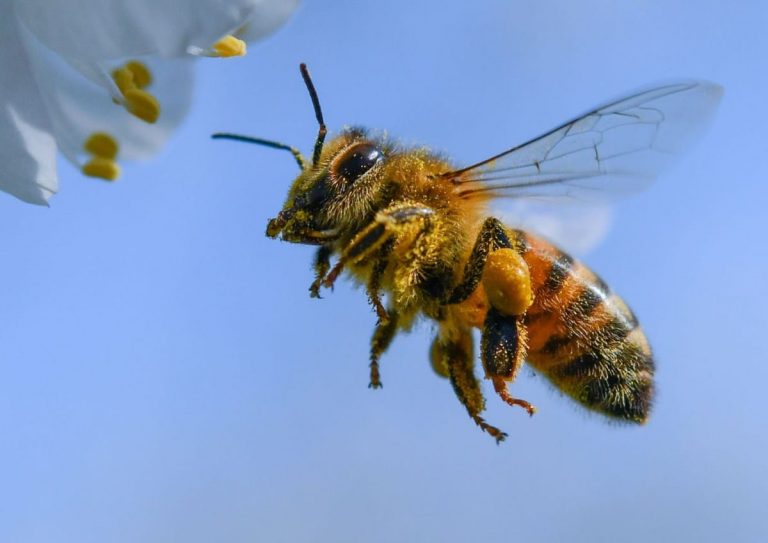 Le venin d&rsquo;abeille est « extrêmement puissant » pour tuer les cellules cancéreuses du sein