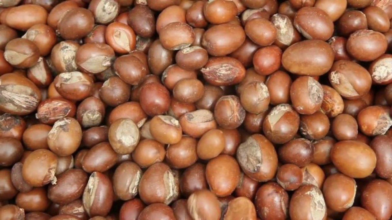 Des noix de karité