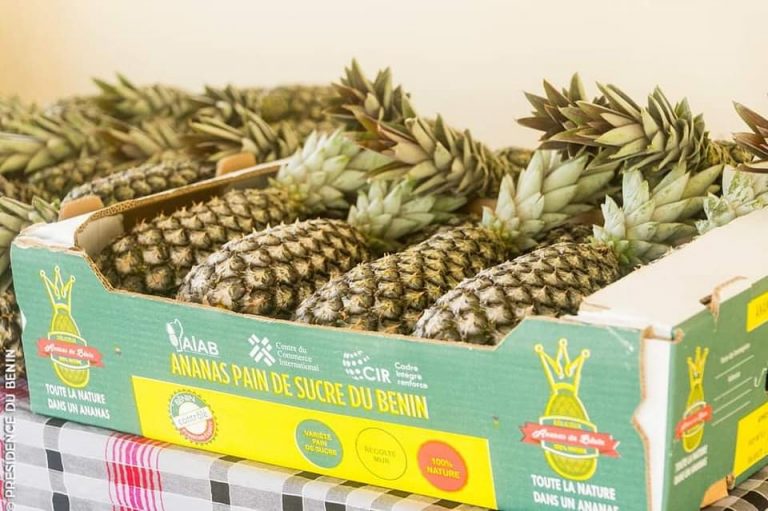 Agriculture: une 1ère Indication Géographique Protégée de l&rsquo;ananas « Pain de Sucre » pour le Bénin
