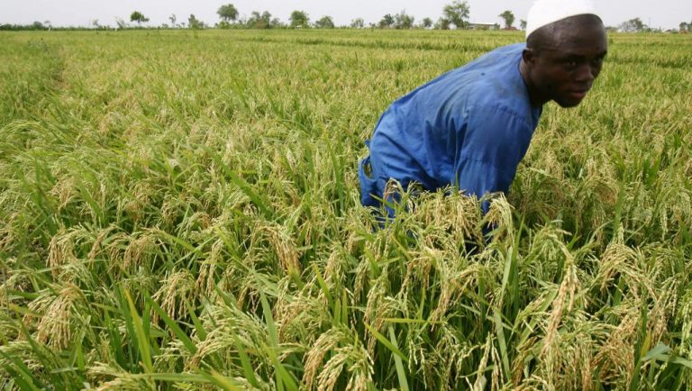 «Le Nigéria est désormais le plus grand producteur de riz en Afrique»