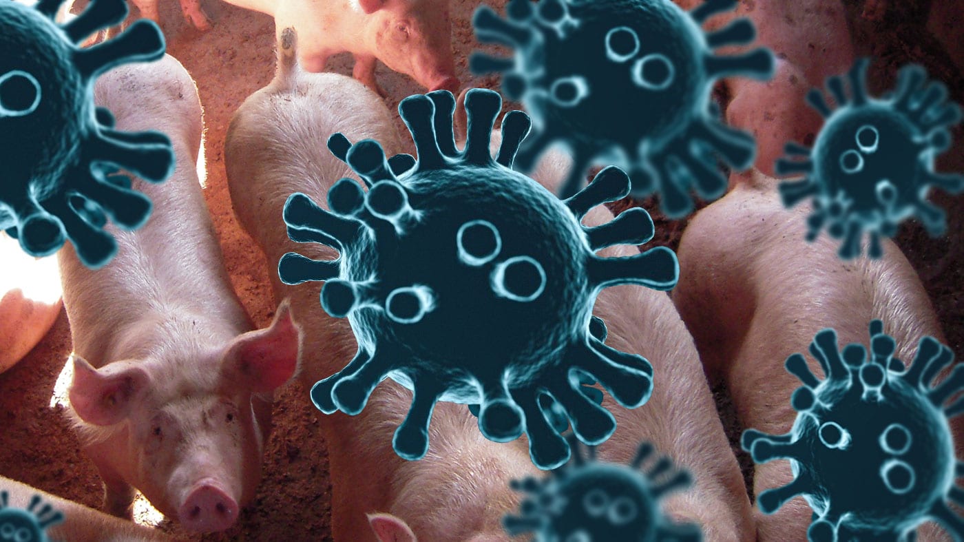 Chine – SADS-CoV: un nouveau coronavirus du porc susceptible d’infecter l’Homme