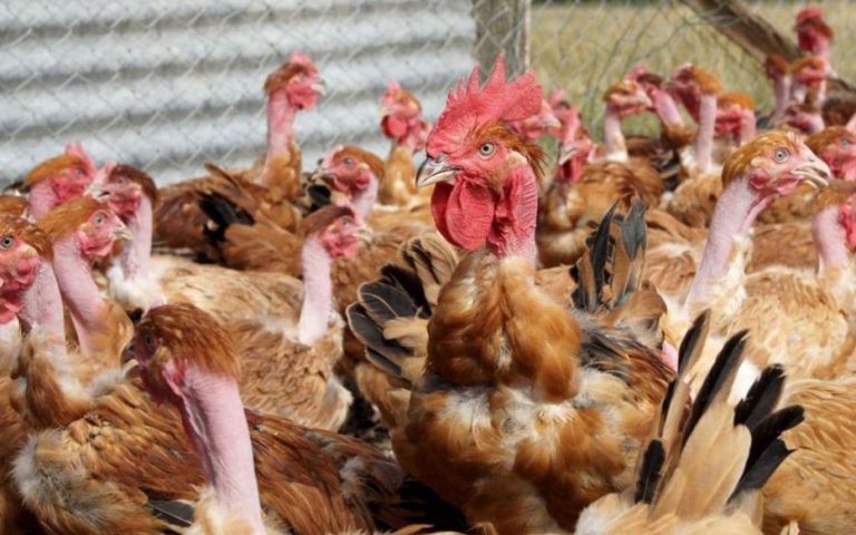 Nouvelle épidémie de grippe aviaire détectée au Japon, des milliers de poulets à l’abattage