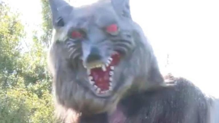 Japon: les autorités utilisent des «loups monstres» pour éloigner des ours tueurs (Vidéo)