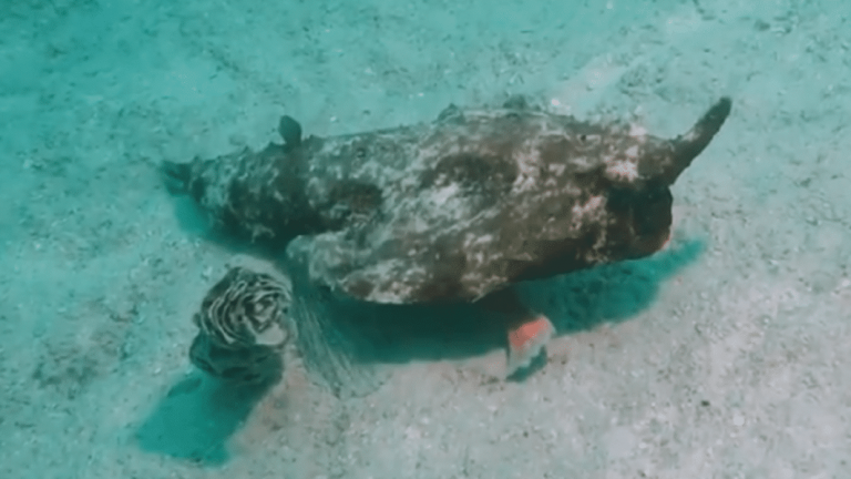 Une créature étrange découverte dans les fonds marins, un poisson avec des pattes (Vidéo)