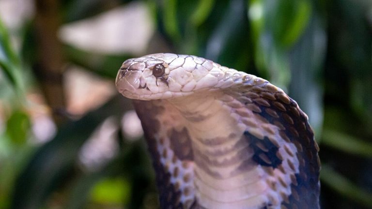 Cameroun: 80 serpents venimeux, prêts à embarquer, saisis à l&rsquo;aéroport de Douala