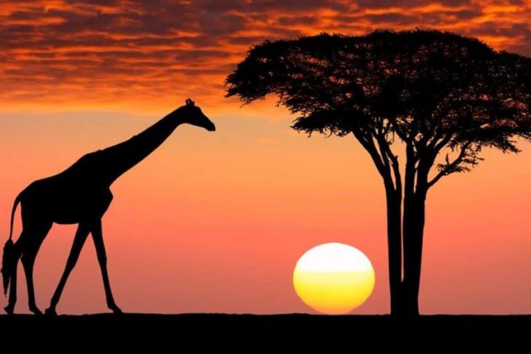 Top 10 des plus grands pays d’Afrique, l’Algérie et la RDC en tête