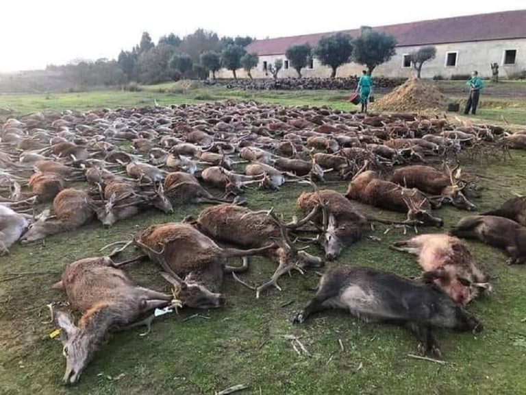 Portugal: des centaines d’animaux sauvages massacrés par 16 chasseurs espagnols (Photo)