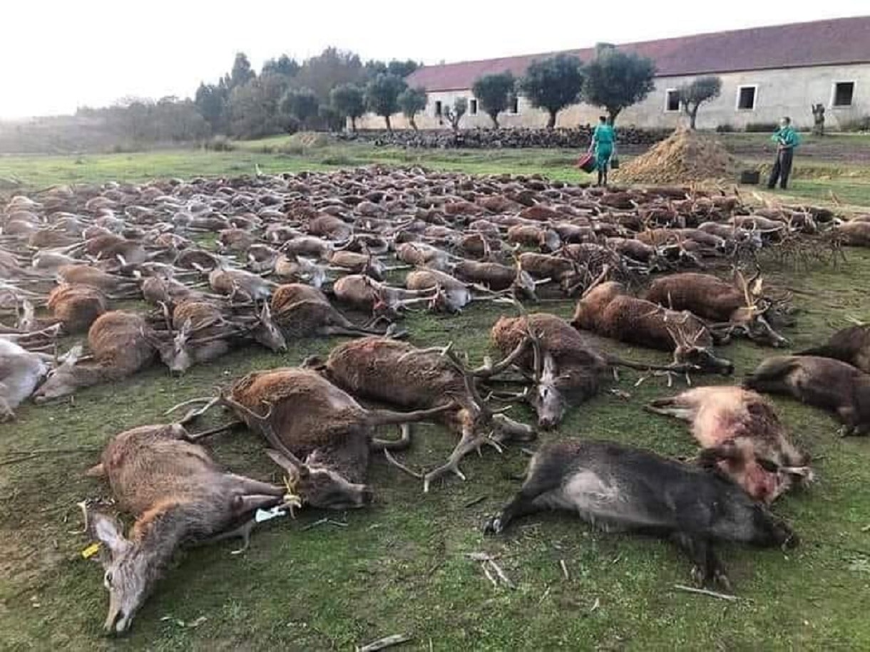 Massacre de plus de 500 animaux sauvages au Portugal par des chasseurs espagnols