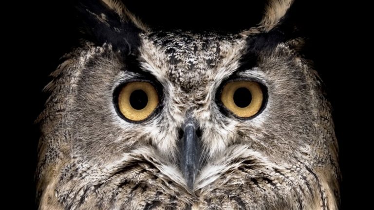 Bénin: un troisième hibou en visite à la mairie de Dogbo (photo)